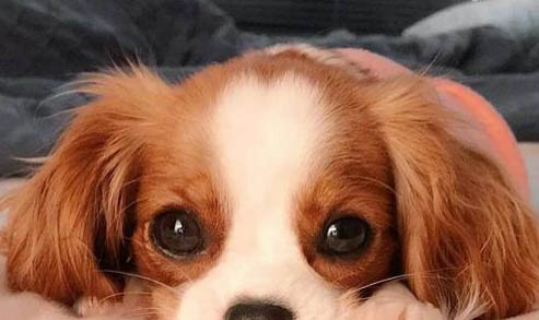 狗狗都有哪些特點?
