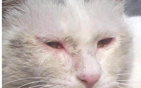 貓寵物疫苗哪個牌子好