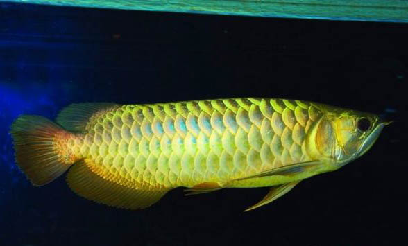 龍魚(yú)與什么魚(yú)混養(yǎng)最好