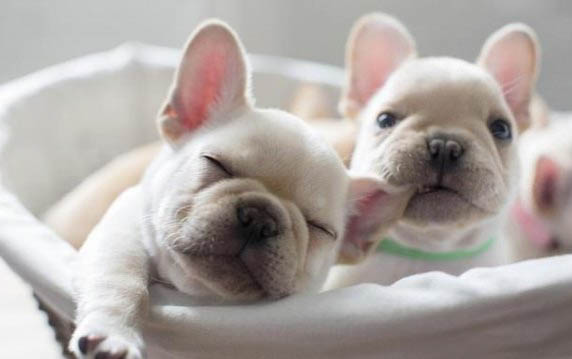 英國斗牛犬多久可以洗澡