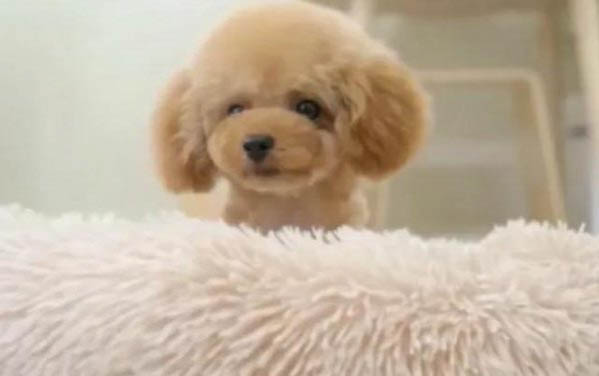 狗狗老掉毛是什么原因