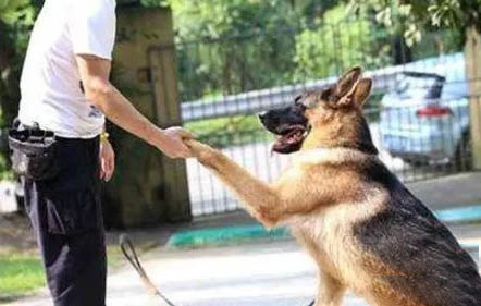 英國古代牧羊犬半夜突然叫是什么原因