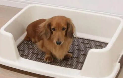 幼犬泰迪怎么驅蟲