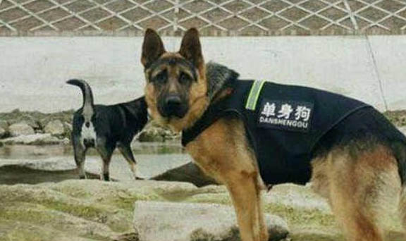 德國(guó)牧羊犬平均壽命