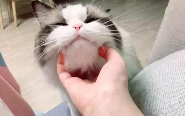 小貓貓蘚多久可以好