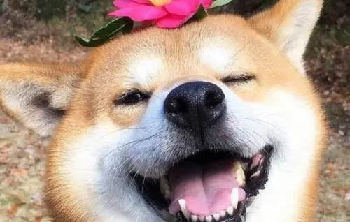 柴犬多大爆臉