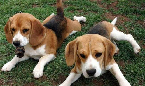 比格犬相當于人幾歲的智商