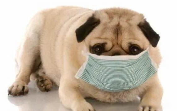 小狗咬雞怎么辦
