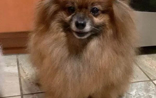 博美犬能活多少歲