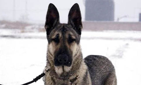 中華狼青犬價(jià)格