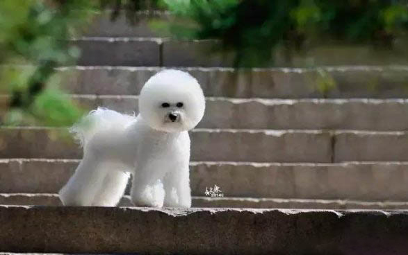 卷毛比熊犬有幾種顏色，比熊都有什么毛色