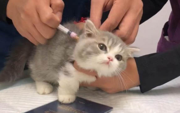 貓咪旋轉是為什么會吐食物