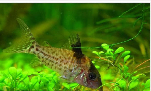 孔雀魚小魚喂什么長得快