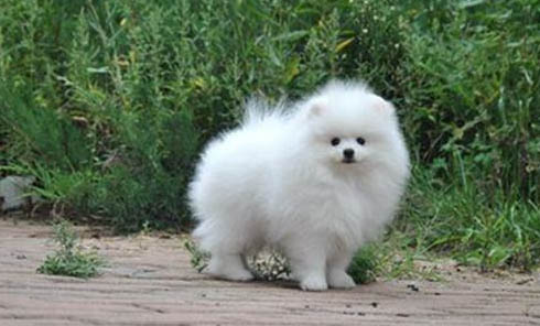 博美犬到底能長多大