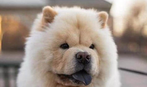 狗狗姨媽了能不能洗澡