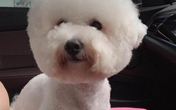 狗狗感冒會引發犬瘟嗎