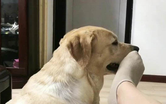 狗狗的皮膚病有幾種圖