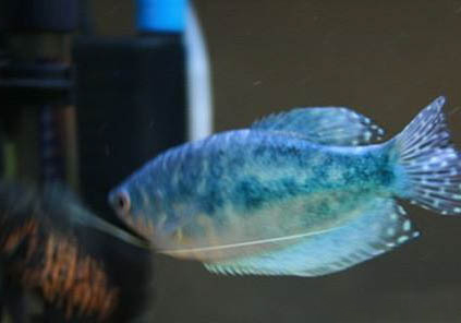 藍(lán)曼龍魚為什么會變黑