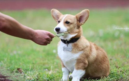 狗狗鼻子為什么濕乎乎的呢