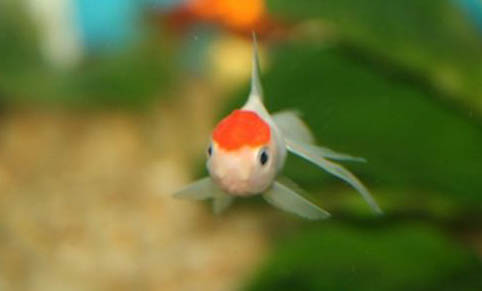 燈光對魚缸的作用
