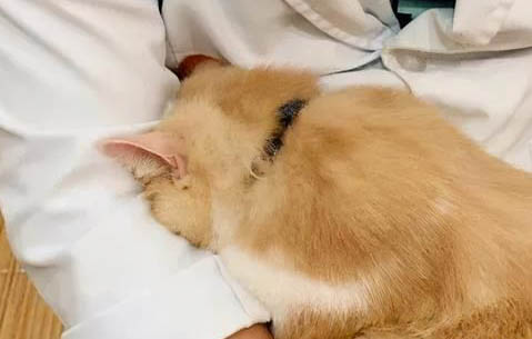 貓可不可以吃石榴