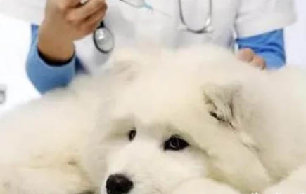 狗狗肚子很大，呼吸困難該怎么辦？