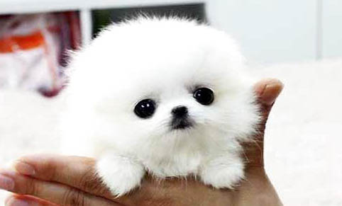 茶杯犬為什么不能養原因有哪些