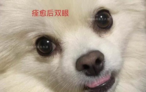 狗能喝可樂嗎
