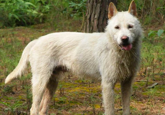 下司犬飼養注意事項