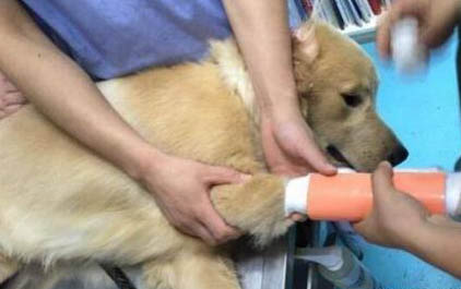 小狗兩天不吃飯會死嗎