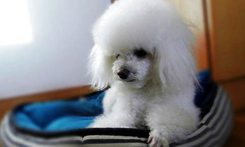 十歲以上的貴賓犬還能活多久