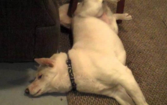 狗狗不做絕育的后果