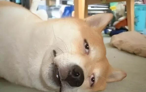 狗狗身上腥臭味很重是什么原因