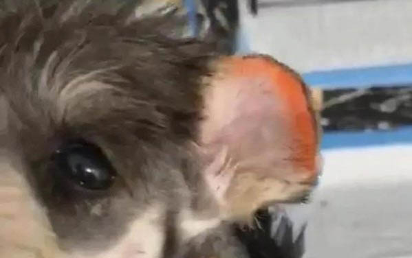 狗狗腿上長了紅色的疙瘩是怎么回事