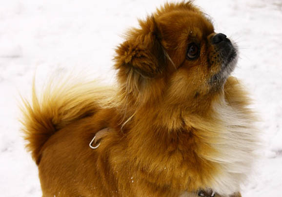 愛(ài)爾蘭水獵犬吃多了吐了怎么辦