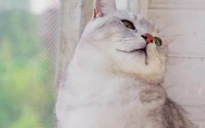 貓咪連續打噴嚏像哮喘