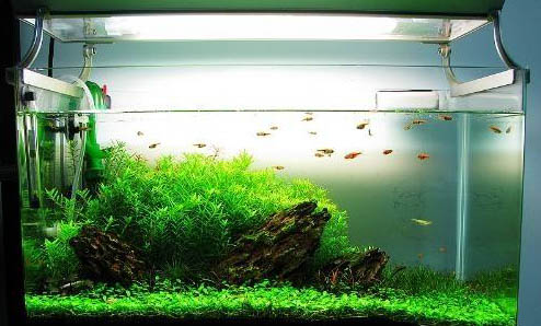 魚缸需要哪些設備？