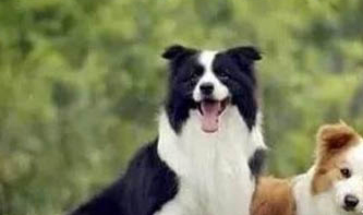 英國古代牧羊犬拉丁名稱