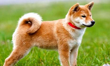 日本秋田犬支氣管炎可以洗澡嗎
