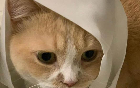 剛滿月的小貓吐奶塊是怎么回事