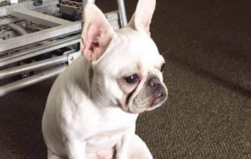 狗狗犬瘟的死前癥狀