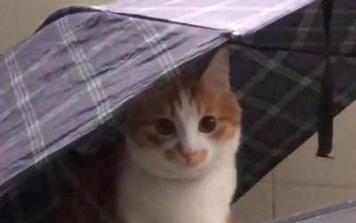 貓咪流眼淚了