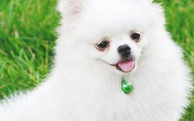 小狗能喝牛奶嗎