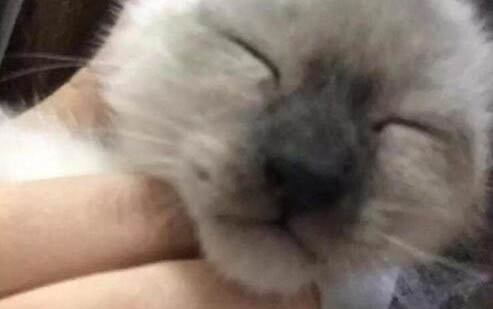 小貓一直打噴嚏是怎么回事