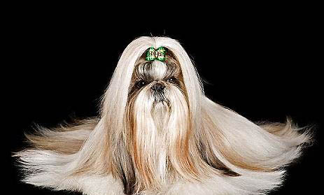 西施犬眼睛有眼屎是什么原因引起的