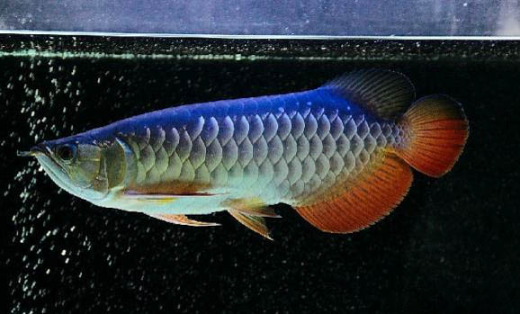 熱帶魚糧怎么樣