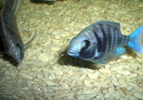 西德藍(lán)寶石魚(yú)好養(yǎng)嗎