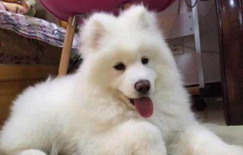 狗狗得細小的癥狀