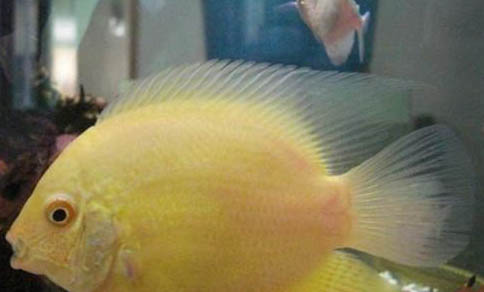 金菠蘿魚的飼養環境