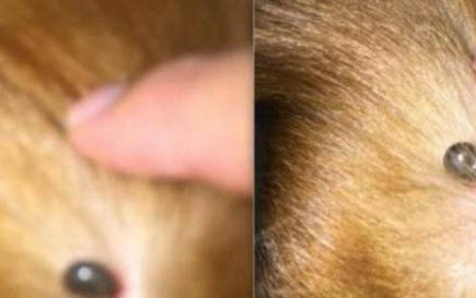 狗狗聞酒精有沒有傷害?